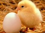 Image from: http://www.thereformedbroker.com/2012/08/06/chicken-or-the-egg-the-actively-managed-etf-problem/